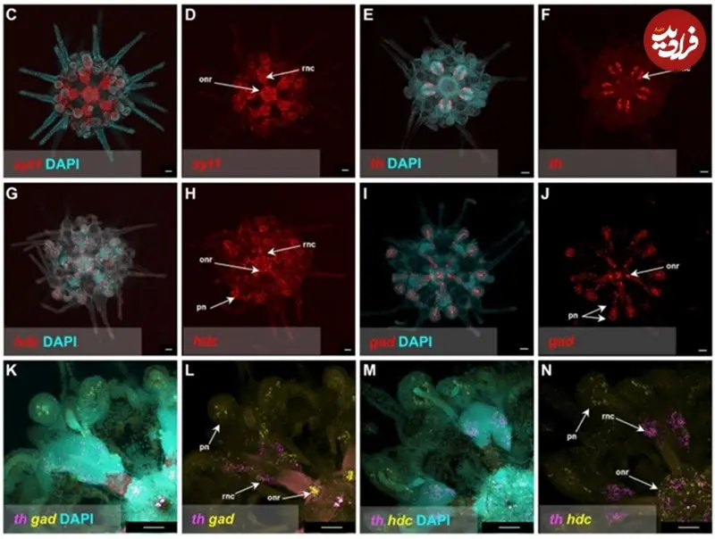 جانور دریایی