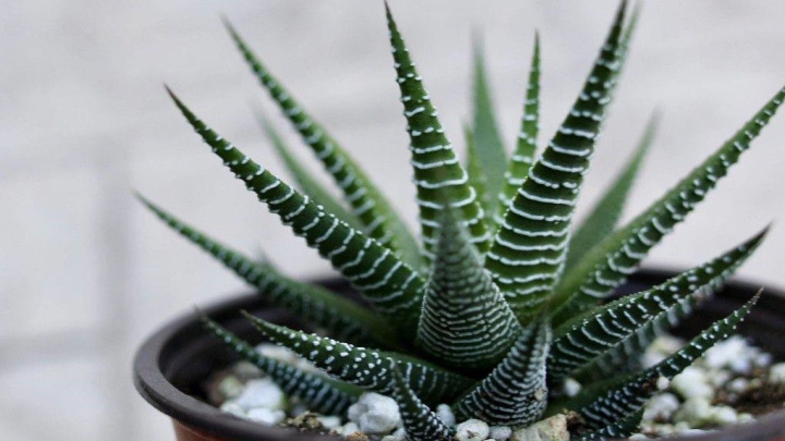 گیاه هاورتیا گورخری،‌گیاه کوچک و جذاب