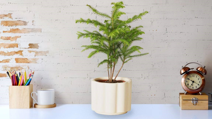 گیاه کاج مطبق، درختچه‌ای سبز با برگ‌های سوزنی