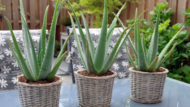 گیاه آلوئه‌ور، یک گیاه بسیار پرکاربرد