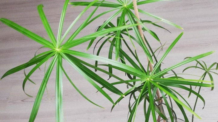 گیاه نخل مرداب، سوزنی و جذاب