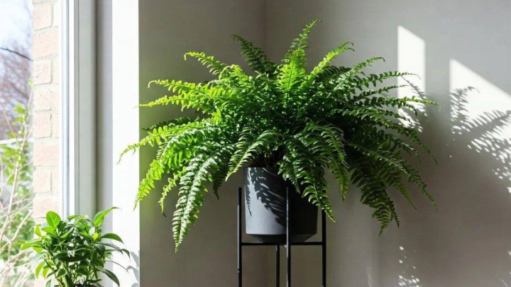 گیاه سرخس بوستون، محبوب‌ترین سرخس آپارتمانی