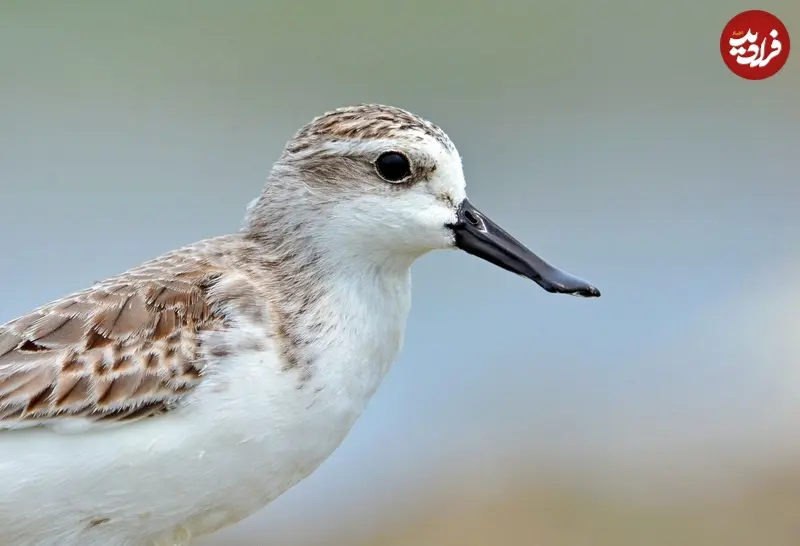 پرنده کمیاب