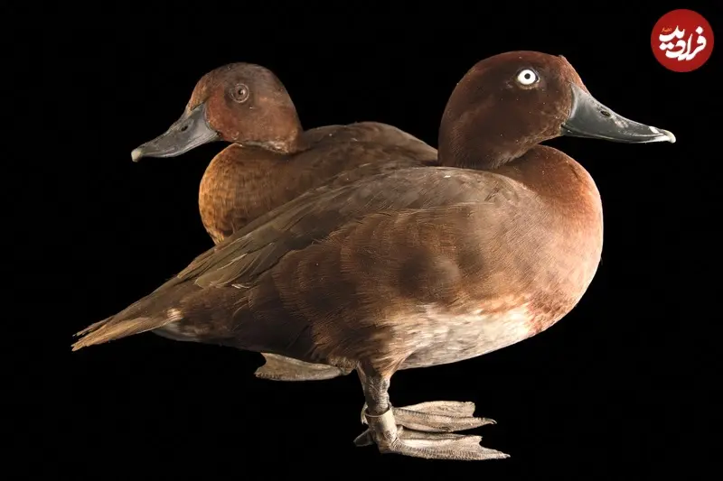 پرنده کمیاب