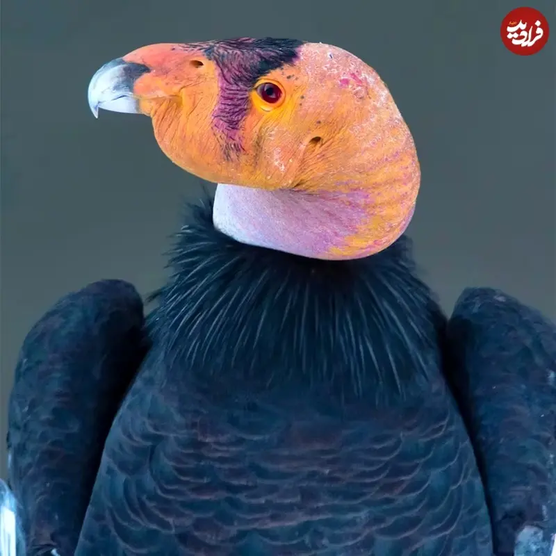 پرنده کمیاب