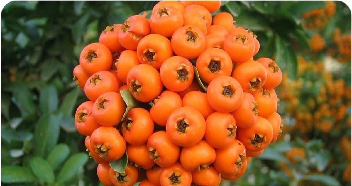 دیابتی‌ها در پاییز چه میوه‌هایی بخورند-7