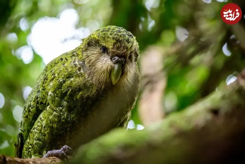 پرنده کمیاب