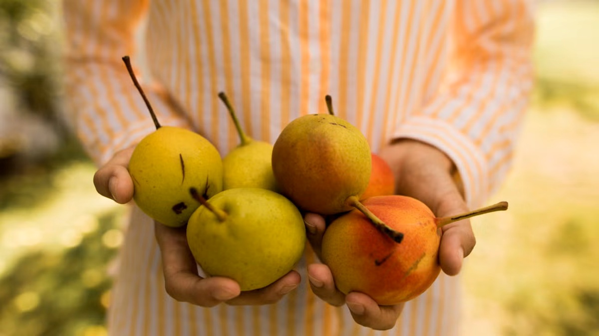 دیابتی‌ها در پاییز چه میوه‌هایی بخورند-2