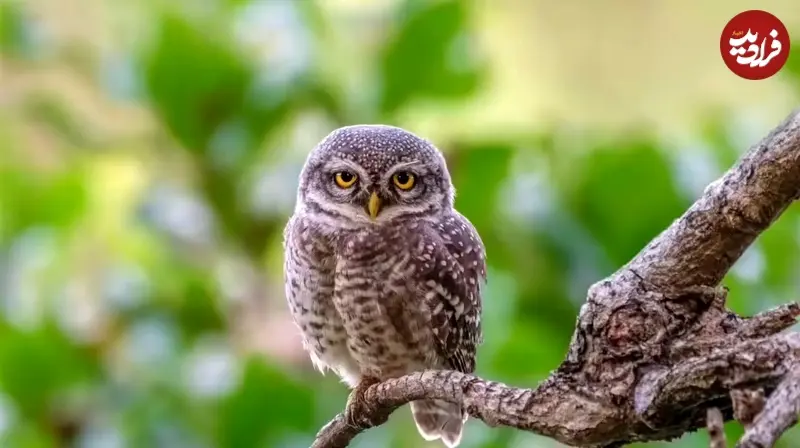 پرنده کمیاب