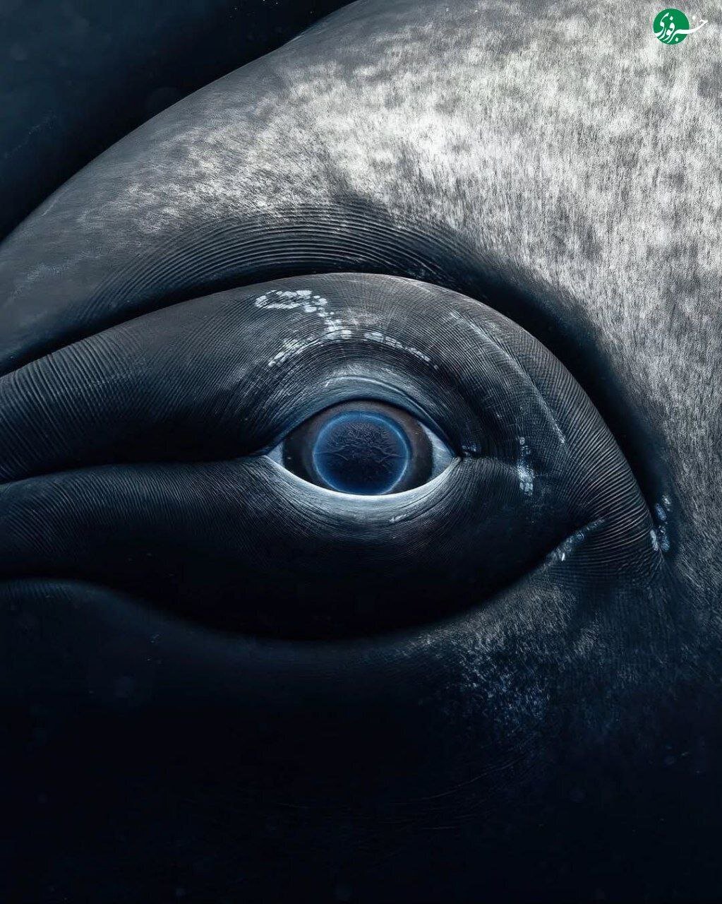 نمای نزدیک از چشم نهنگ؛ ترکیب زیبایی حیرت‌انگیز غول دریایی با پایان غم‌انگیز + تصاویر
