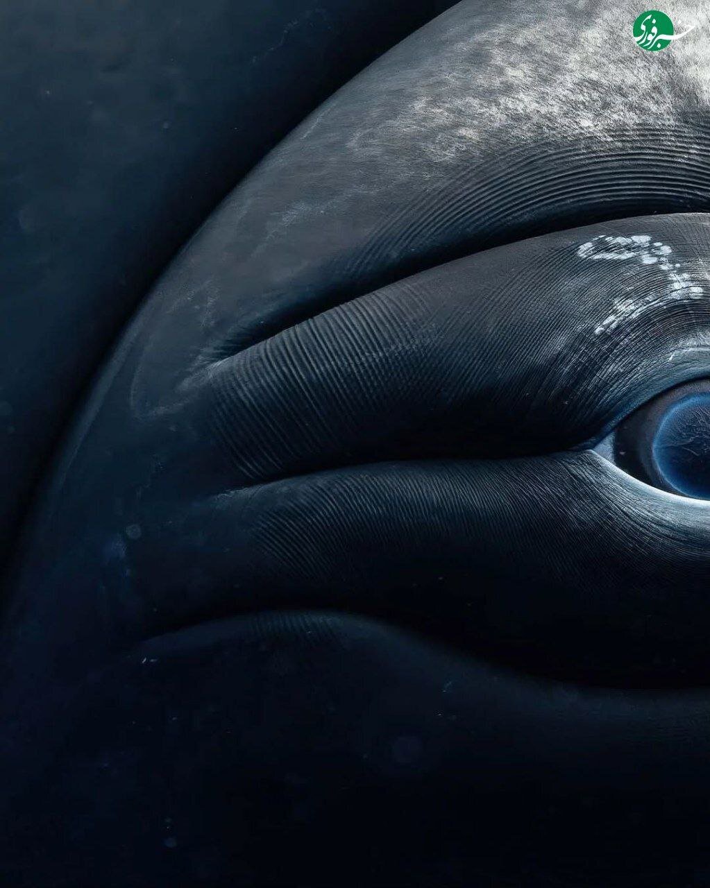 نمای نزدیک از چشم نهنگ؛ ترکیب زیبایی حیرت‌انگیز غول دریایی با پایان غم‌انگیز + تصاویر