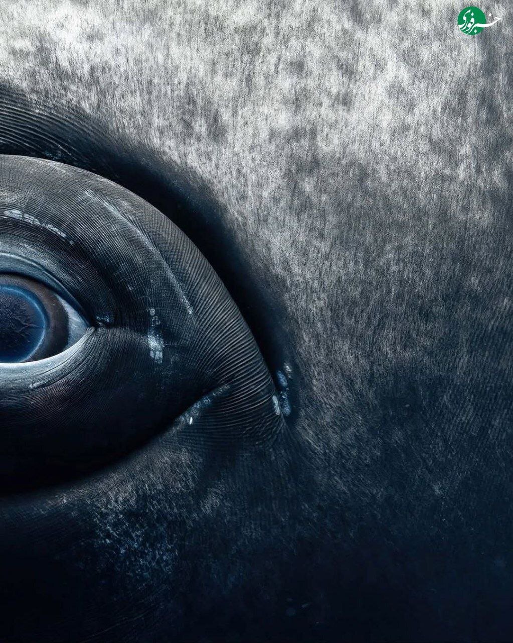 نمای نزدیک از چشم نهنگ؛ ترکیب زیبایی حیرت‌انگیز غول دریایی با پایان غم‌انگیز + تصاویر