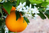 پوست پرتقال را دور نریزید؛ از تقویت ایمنی تا سلامت روده