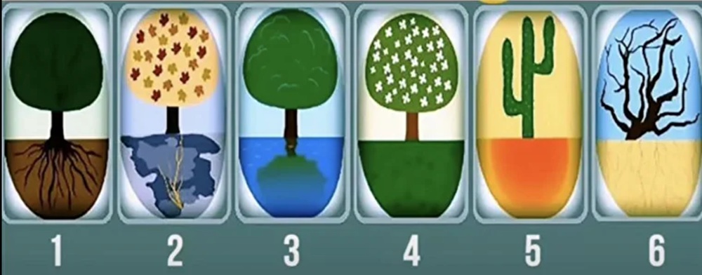 یک درخت انتخاب کنید و راز شخصیتتان را کشف کنید