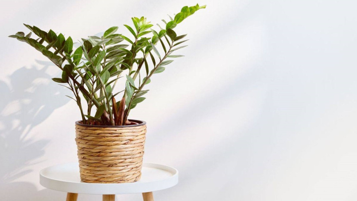 انواع گیاهان مناسب برای تصفیه هوا