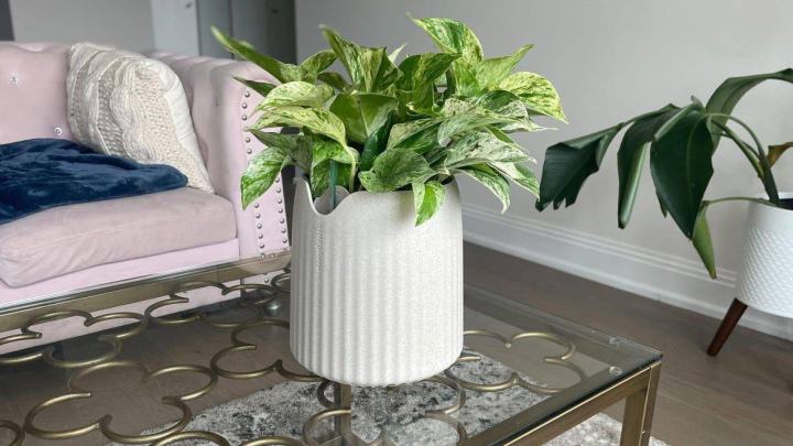 پاک‌ سازی هوای خانه با گیاهان مقاوم و زیبا
