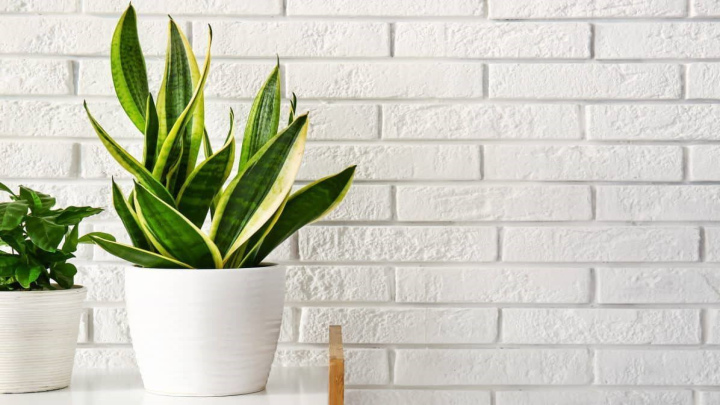 با گیاهان مناسب برای تصفیه هوا آشنا شوید