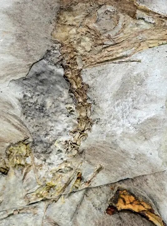 راز پرنده‌ 120 میلیون ساله با 800 سنگ در گلو | عکس