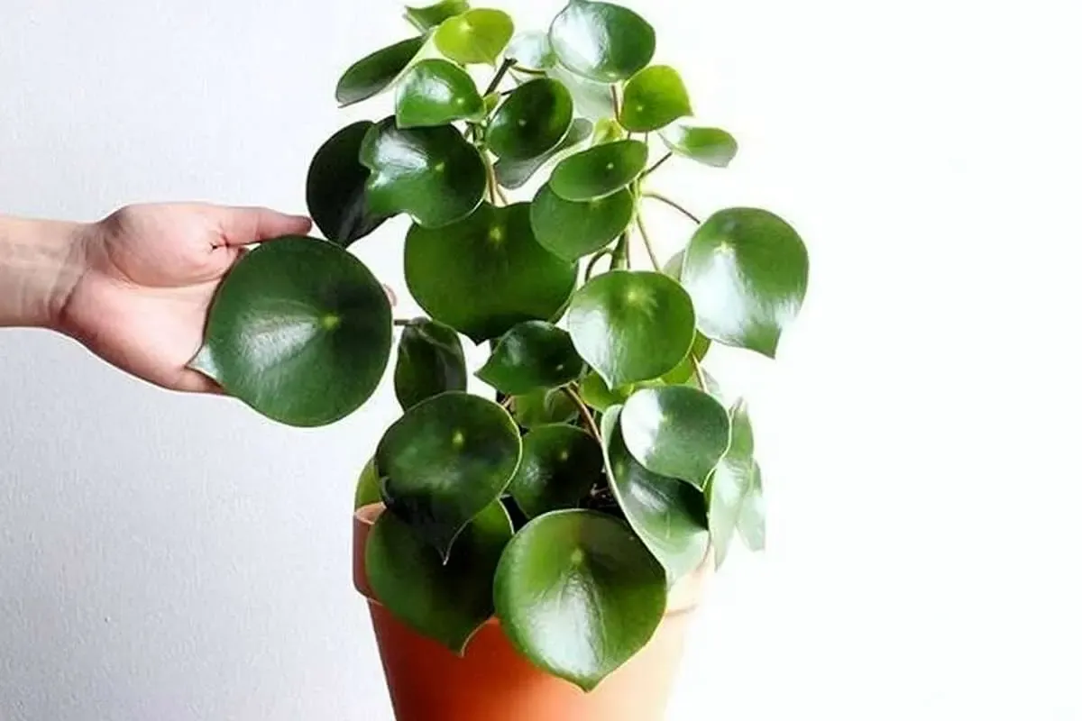 علت‌های پنهان پژمردگی گیاه قاشقی