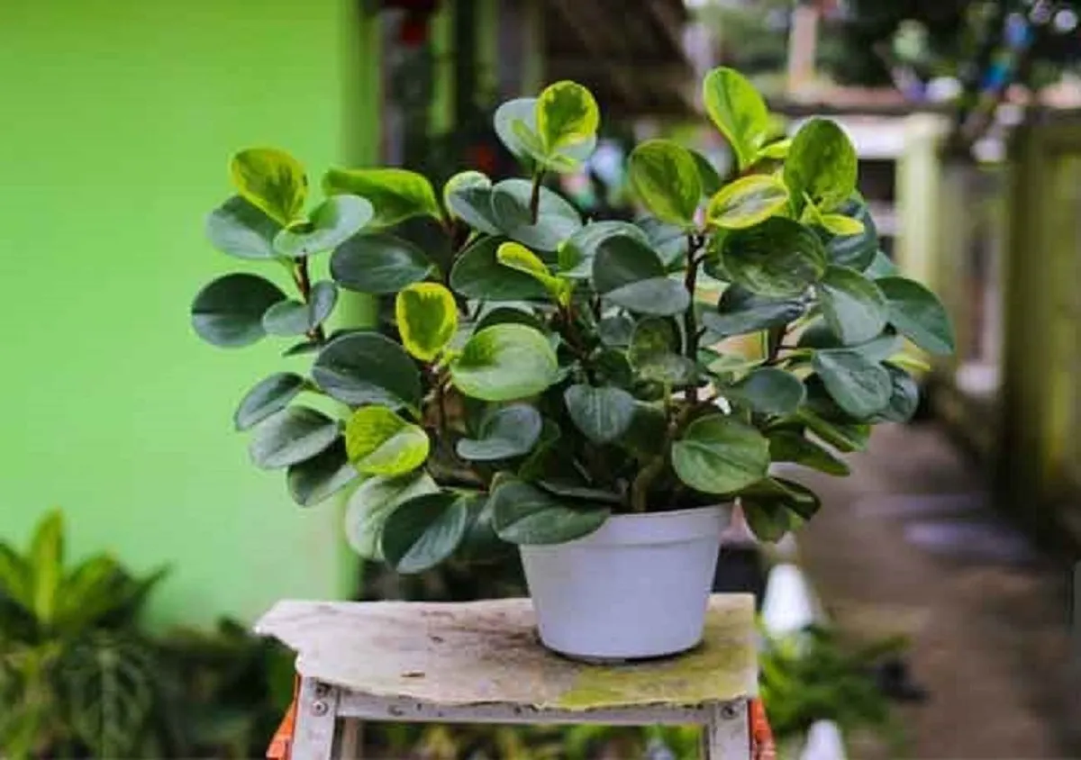 علت‌های پنهان پژمردگی گیاه قاشقی