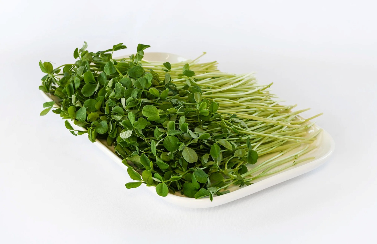 فواید اصلی جوانه کلم بروکلی-2