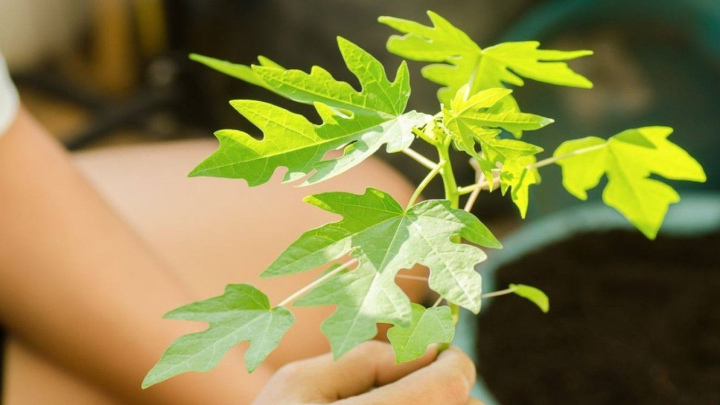 آموزش کاشت درخت پاپایا