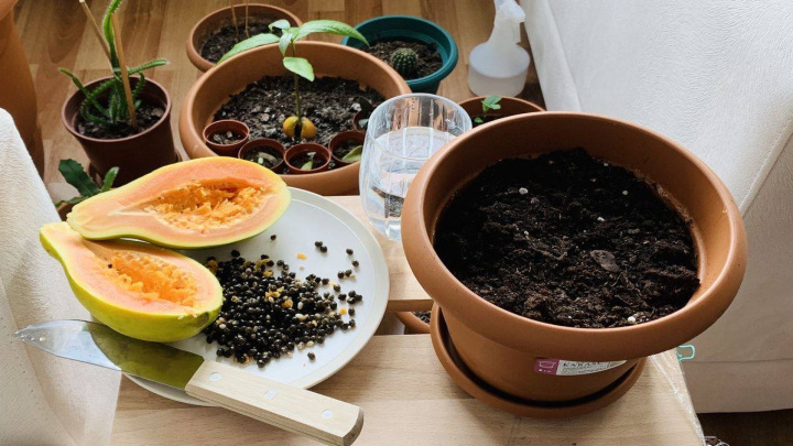 دانههای پاپایا برای کاشت در گلدان