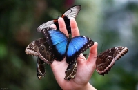 شگفتی جنگل‌های بارانی مورفوی آبی را بهتر بشناسید + فیلم