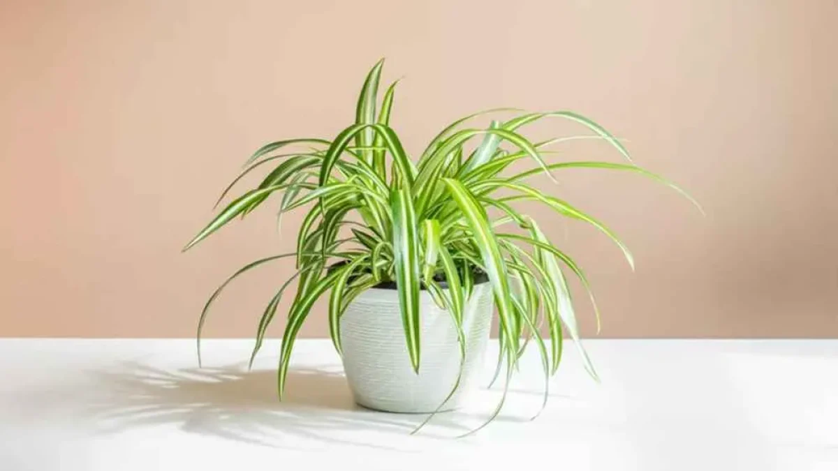 10 گیاه آپارتمانی مناسب افراد پرمشغله + عکس