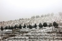 هم‌اکنون؛ بارش برف در شمال تهران | مردم از تردد غیر ضرور خودداری کنند