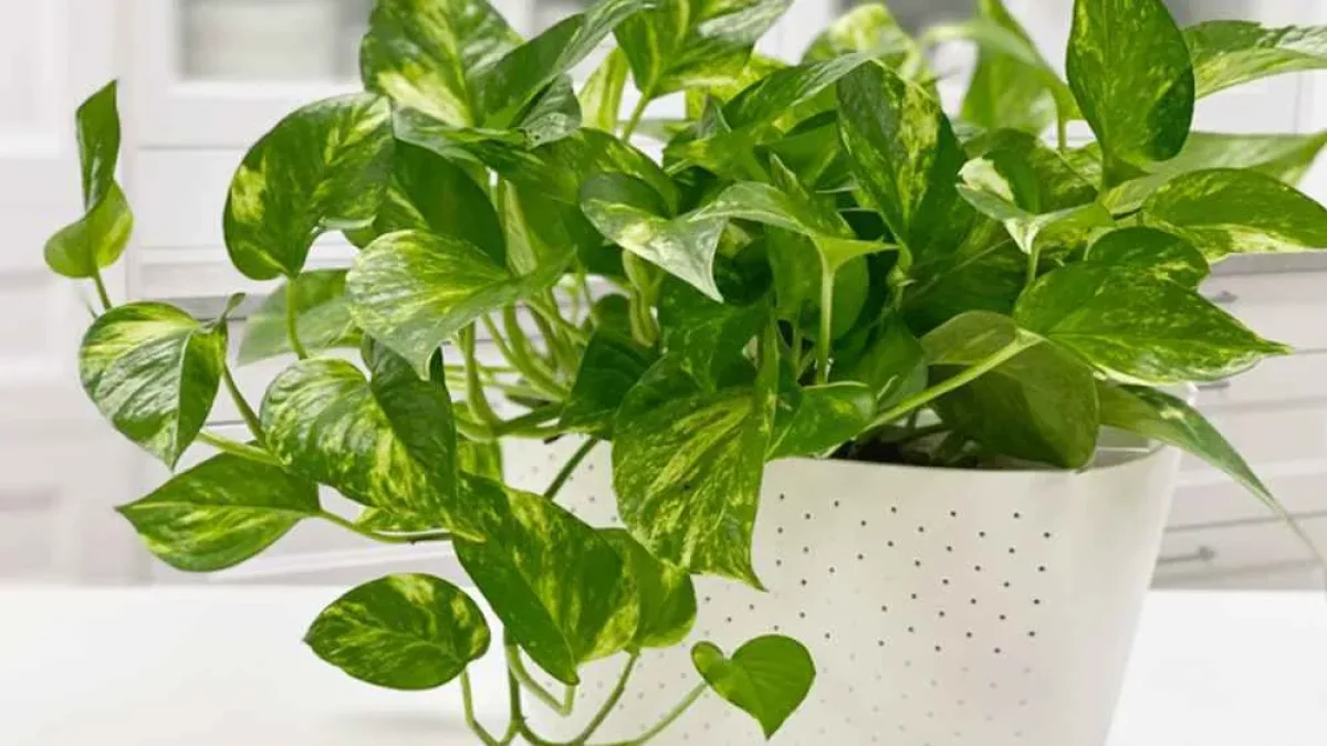 10 گیاه آپارتمانی مناسب افراد پرمشغله + عکس