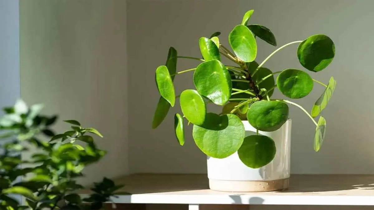 10 گیاه آپارتمانی مناسب افراد پرمشغله + عکس