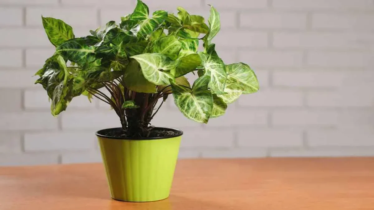 10 گیاه آپارتمانی مناسب افراد پرمشغله + عکس