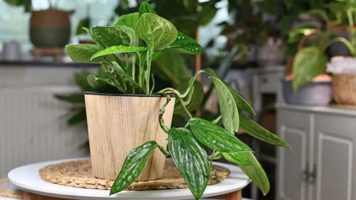 10 گیاه آپارتمانی مناسب افراد پرمشغله + عکس