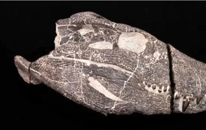 راز شگفت‌انگیز زمین فاش شد؛ هیولای 70 میلیون ساله کشف شد