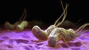 میکروب معده چیست و چگونه از بین می رود؟