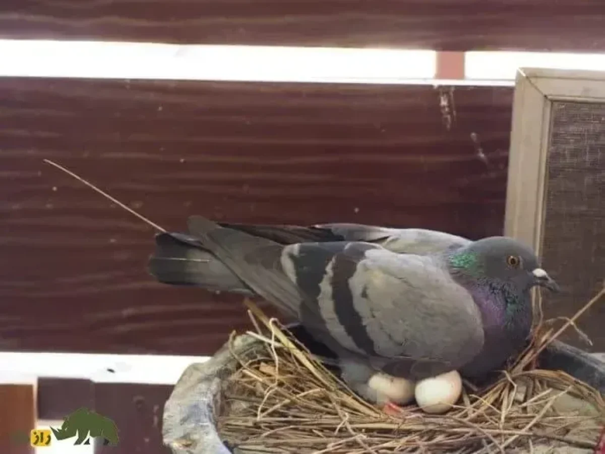 آیا خوردن تخم کبوتر می‌تواند لکنت زبان کودکان را درمان کند؟