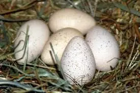 آیا خوردن تخم کبوتر می‌تواند لکنت زبان کودکان را درمان کند؟