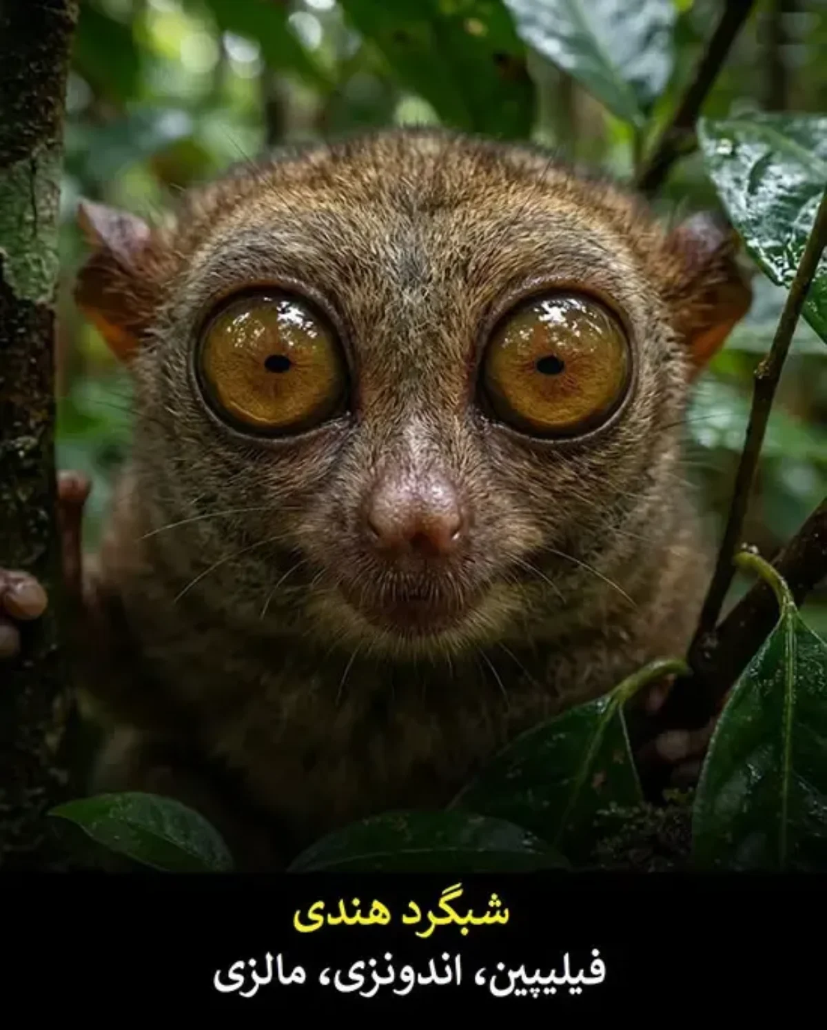 عجیب‌ترین صورت‌ها در دنیای حیات وحش + عکس