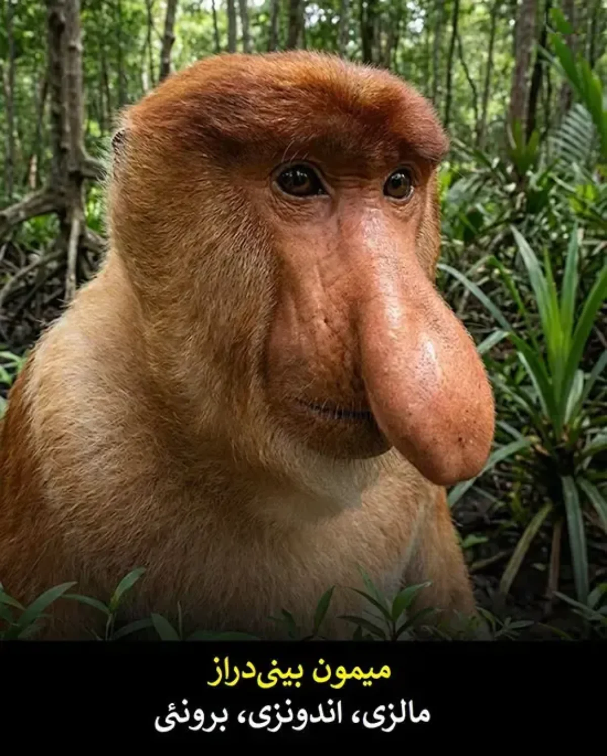 عجیب‌ترین صورت‌ها در دنیای حیات وحش + عکس