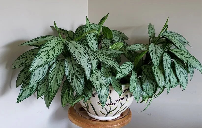 دستیابی به بهشت سبز با انتخاب هوشمند گیاهان آپارتمانی کم‌نور