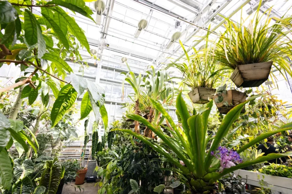 ترفند‌های کاربردی برای نگهداریگل بعد از انتقال گل از گلخانه