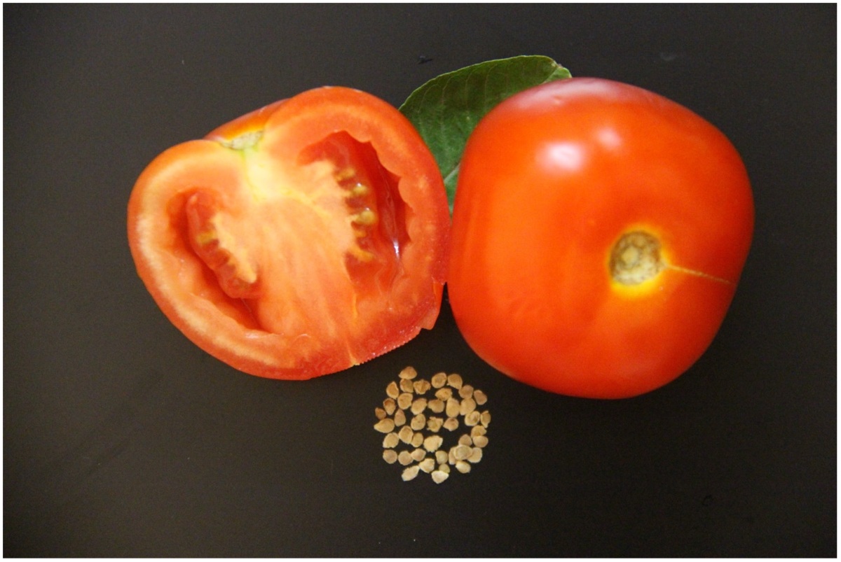 فواید و خواص دانه گوجه فرنگی-2