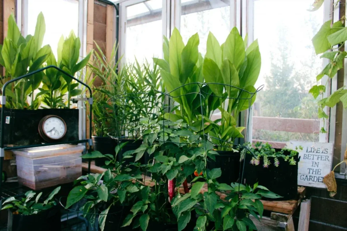 ترفند‌های کاربردی برای نگهداریگل بعد از انتقال گل از گلخانه