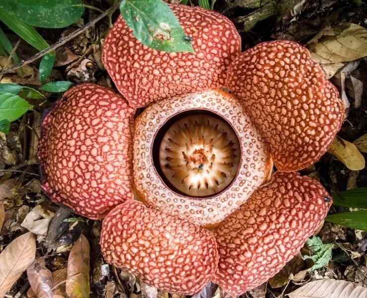 بزرگ‌ترین گل جهان چه ویژگی‌هایی دارد؟ | عکس