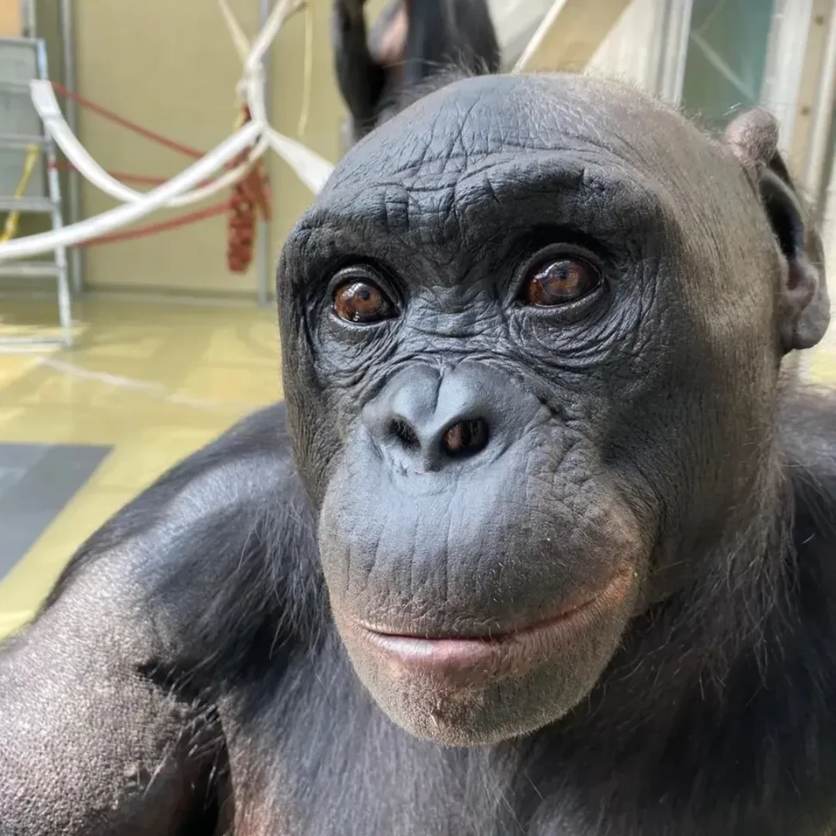 کشف جالب داشمندان؛ خیال‌پردازی مختص انسان نیست