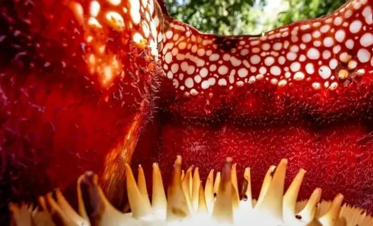 ویژگی‌های عجیب بزرگ‌ ترین گل جهان +عکس