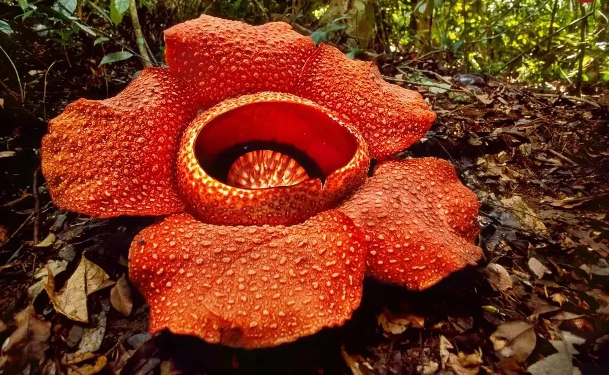 ویژگی‌های عجیب بزرگ‌ ترین گل جهان +عکس