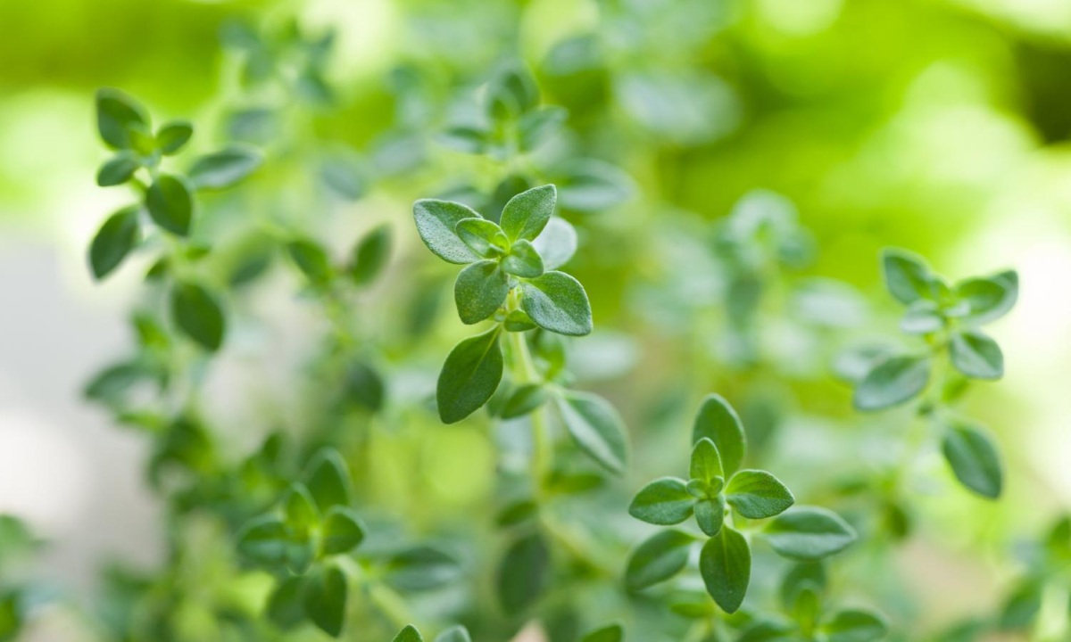 خواص شگفت انگیز آویشن برای سلامت-2