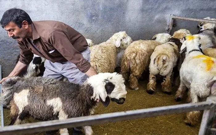 قیمت دام زنده امروز 27 بهمن 1404